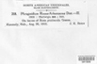 Phragmidium rosae-arkansanae image